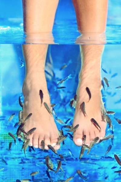 Fish Spa